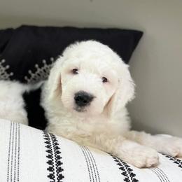 Sheepadoodle Puppies from Narrow Path Puppies
