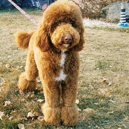 Princess - Poodle