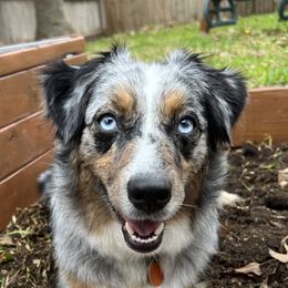 Kida - Miniature Australian Shepherd