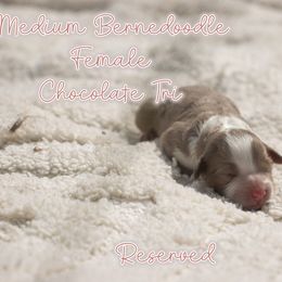 Chocolate Tri Merle - Merle female Bernedoodle puppy in Youngstown, Florida from Wonderland’s Boujie Kennels