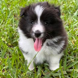 Cosmo - Black and white male Shetland Sheepdog puppy in Miami, Florida from Cielito Lindo Shelties
