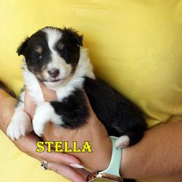Stella - Girl - Black & tan female Toy Shetland Sheepdog puppy in Frazeysburg, Ohio from Mountain High Kennels