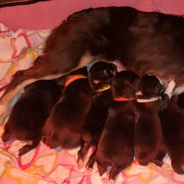 Miniature Australian Shepherd Puppies from M&B Mini Aussies
