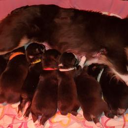 Miniature Australian Shepherd Puppies from M&B Mini Aussies