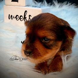 Boy 1 black - Chocolate and tan male Yorkshire Terrier puppy in Machesney Park, Illinois from Three Yorkie Family