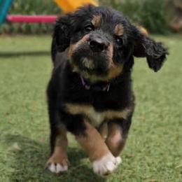 Evelyn - Sable female Saint Berdoodle puppy in Battle Ground, Washington from Mad Hatter Farms Saint Berdoodles