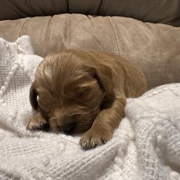 Bodie - Apricot male Goldendoodle puppy in Graham, North Carolina from Geise Meadow Doodles