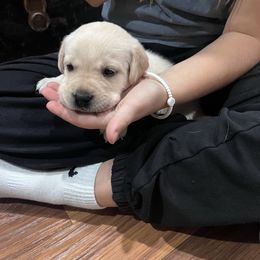 Dark Blue Boy 2 - Yellow male Labrador Retriever puppy in Harpers Ferry, Iowa from Jones Family Labs