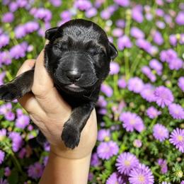Mariachi - Bi-color male German Shepherd puppy in Oakland, Oregon from VHM German Shepherds
