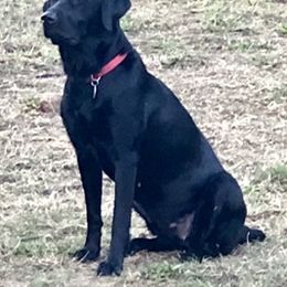 Labrador Retriever All Grown Up from Hunter’s Moon Labradors