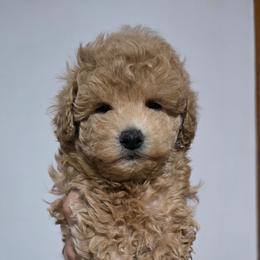 Peaches - Apricot female Maltipoo puppy in San Diego, California from Maltipoos SD