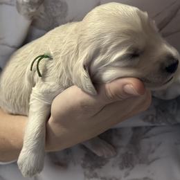 Australian Cobberdog Puppies from Mud Pies Australian Cobberdogs