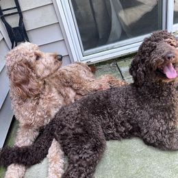Goldendoodles from Pawmazing Doodles