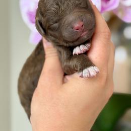 Maisie - Brown female Lagotto Romagnolo puppy in Barrington, Illinois from Lagotto Illinois