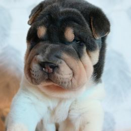 Jigsaw - Blue male Chinese Shar-Pei puppy in Clarksville, Tennessee from Wrinkle Bum Shar-Pei