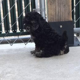 Silk - Phantom female Poodle puppy in Covington, Virginia from A  Gift from above kennel,  LLC