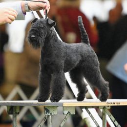 Giant Schnauzer and Lakeland Terrier Puppies from Lazy VL Lakelands