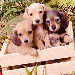 Dachshund Puppies from Northwest Dachshunds
