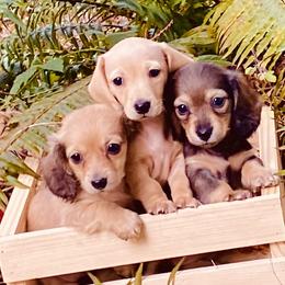 Dachshund Puppies from Northwest Dachshunds
