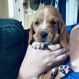 Abby - Mahogany and white female Basset Hound puppy in Tollesboro, Kentucky from Low and Slow Bassets