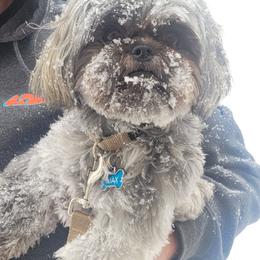 Shih Tzu All Grown Up from Charming Southern Shih Tzu