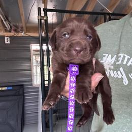 Purple - Chocolate female Labrador Retriever puppy in Newton Grove, North Carolina from Wayalife Labradors & Gsp’s
