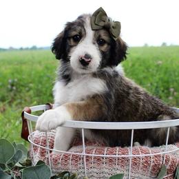 Sunny - Sable female Bordoodle puppy in Ashland, Ohio from Cherry Blossom Doodles