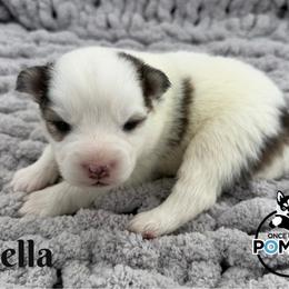 Bella - Black and white female Pomsky puppy in Eastman, Georgia from Once Upon A Pomsky