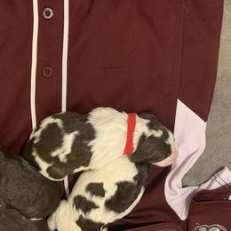English Springer Spaniels from Highlander Springers