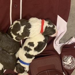 English Springer Spaniels from Highlander Springers
