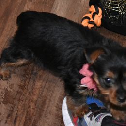 Yorkipoos and Yorkshire Terriers from Perfectly imperfect