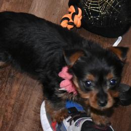 Yorkipoos and Yorkshire Terriers from Perfectly imperfect