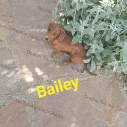 Dachshund and Labrador Retriever All Grown Up from Double Trouble Dachshunds & Labs