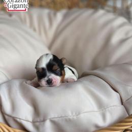 Mr. Grinch - Black tan and white male Biewer Terrier puppy in California from Corazon de gigante