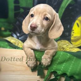 Birdie - Cream female Dachshund puppy in Havana, Florida from Dotted Doxies