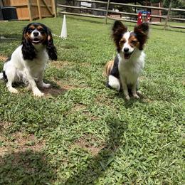 Cavalier King Charles Spaniel All Grown Up from Campbell’s Cavaliers