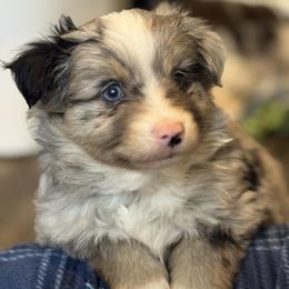 Brûlée - Merle male Pomsky puppy in Sturgis, Kentucky from Furever Pomskies