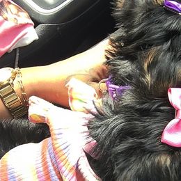 Yorkshire Terriers from YorkieLover