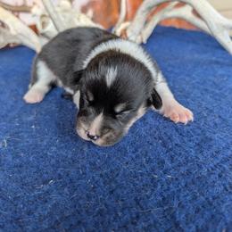 Charles Ingalls - Black and tan male American Corgi puppy in Shawnee, Oklahoma from Sunray Ranch