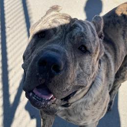 Burro - Perro de Presa Canario