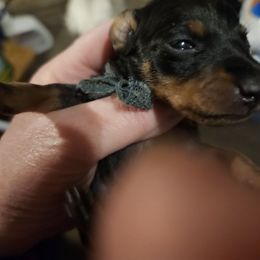 Bo - Black and tan male Manchester Terrier puppy in Washington from Spirit Kennels