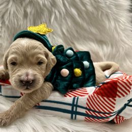 Prancer - Cream female Goldendoodle puppy in The Woodlands, Texas from Gracie's Goldendoodles and Bernedoodles