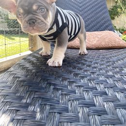 French Bulldog Puppies from Baby Bear Frenchies