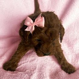 Nancy - Red  female Goldendoodle puppy in Mint Hill, North Carolina from DoodleForever