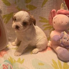 Cavalier King Charles Spaniels and Cavatzus from Elena Cable's Cavalier King Charles Spaniels and Cavatzu