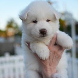 Ghost - White male Siberian Husky puppy in Miami, Florida from Blue Moon Huskies