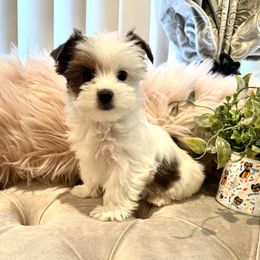 Yorkshire Terrier Puppies from Maranatha Yorkies