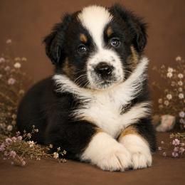 Emmett- Has Tail and Videos - Black tri-color male Australian Shepherd puppy in Troy, South Carolina from Lana Corley- Australian Shepherds of 3/W Farms