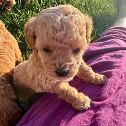 Winnie - Apricot female Poodle puppy in Utica, Ohio from Poodle Me Crazy