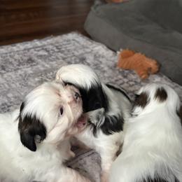 Shih Tzu puppies from May May’s Shih Tzu’s